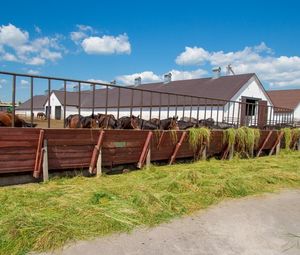 Екскурсія на кінний завод та каньйон річки Гірський Тікіч (Буки- Жажків)